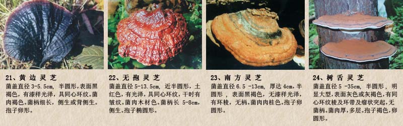 圖片關(guān)鍵詞 圖片關(guān)鍵詞